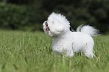 BICHON FRISE 452